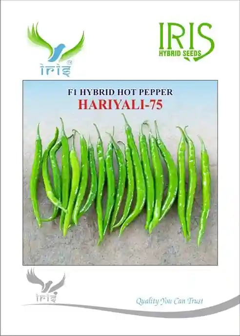 Iris Hybrid Vegetable Seeds F1 Hot Pepper (Chilli) Hariyali-75, Dark Green Color.