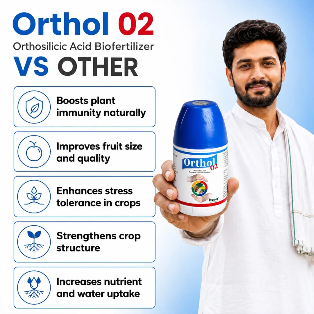 ऑर्थोल-02 ऑर्थो सिलिकिक एसिड 2%, फलों के विकास और गुणवत्ता में सुधार करता है, धान, गन्ना, कपास, टमाटर, अंगूर, सेब, खट्टे फसलों के लिए सर्वोत्तम है। - Image 7