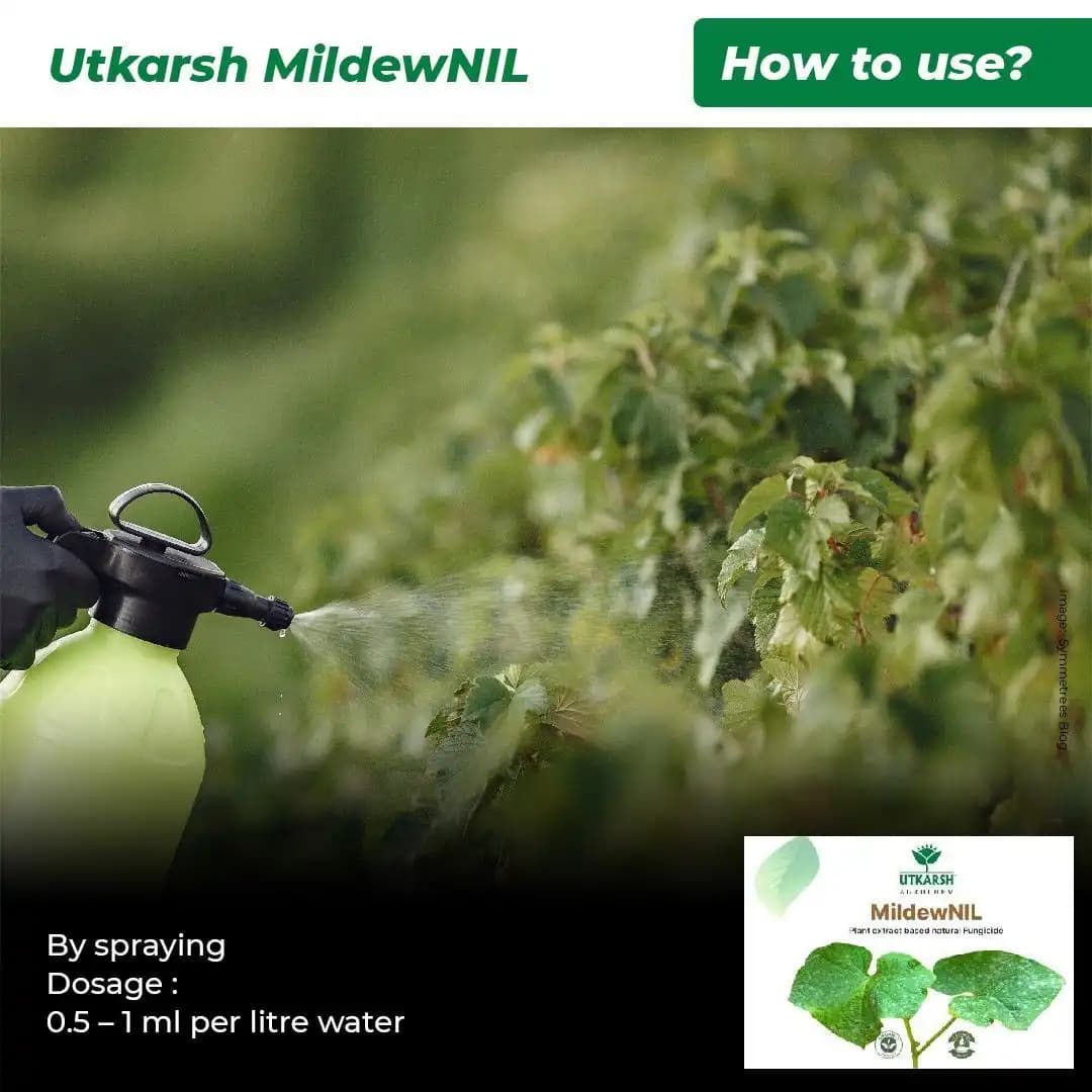 Utkarsh MildewNIL Plant Extract Based Natural Fungicide For Powdery And Downy Mildew - Image 5