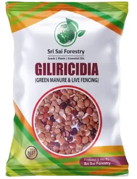Sri Sai Forestry Gliricidia Sepium Tree Seeds for Fodder, Manure & Live Fencing - Image 4