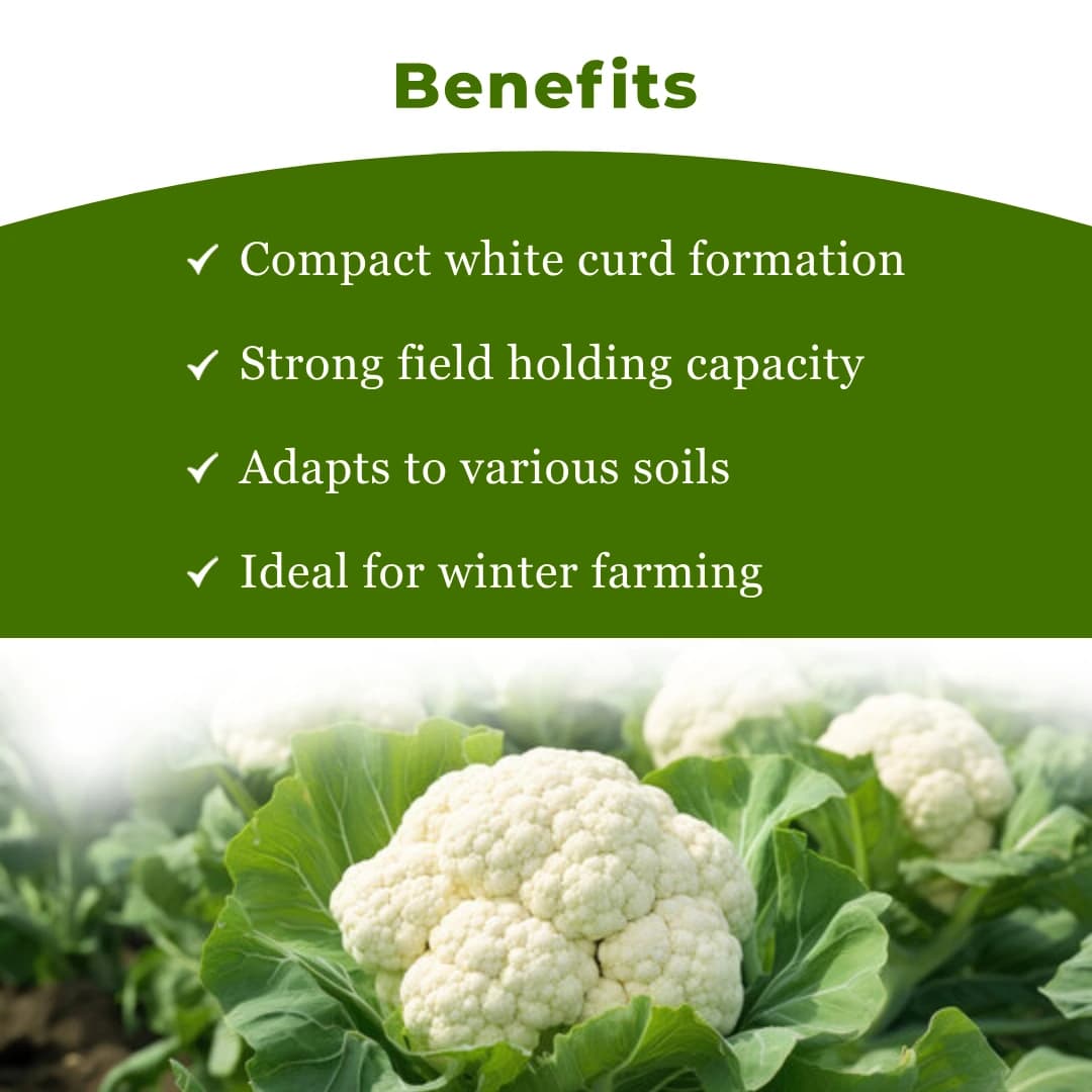 Seminis Girija Cauliflower Seeds - (Gobhi Seeds) Milky White Color, Dome shaped And Compact - Image 4