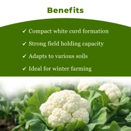 Seminis F1 Hybrid Girija Cauliflower Vegetable Seeds, Milky White Color, Dome shaped And Compact 4