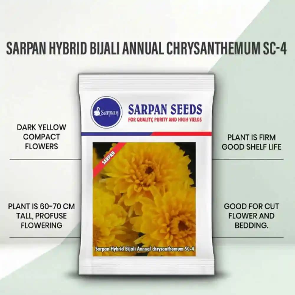 Sarpan Chrysanthemum Bijali SC-4 Yellow, Annual chrysanthemum, Good for Garland, Bedding and Potting - Image 2