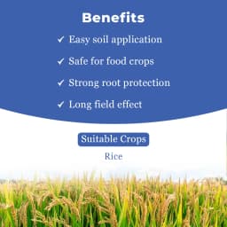 Bayer Regent Ultra Insecticide Fipronil 0.6% GR, Can Be Used At Any Stage Of The Crop. 4