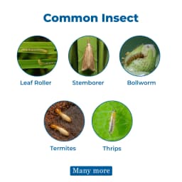 Agriventure Chlorpy (Chlorpyrifos 50% Ec) Contact And Stomach Action Insecticide 3