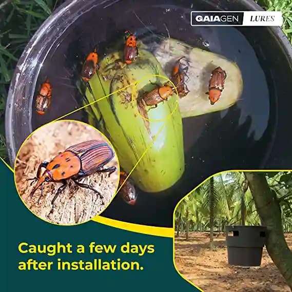 Gaiagen RPW Lure With Insect Bucket Traps, Pheromone Lure For Red Palm Weevil (Rhynchophorus Ferrugineus), IMO Certified. - Image 12