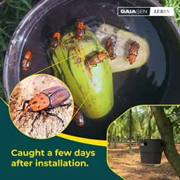 Gaiagen RPW Lure With Insect Bucket Traps, Pheromone Lure For Red Palm Weevil (Rhynchophorus Ferrugineus), IMO Certified. 12