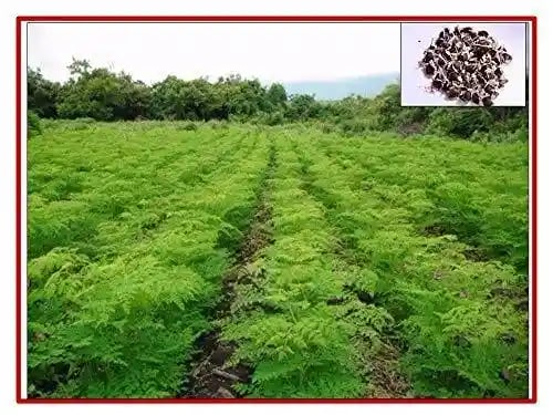 RK Moringa Seeds - (Drumstick Seeds) Specially For Home Garden and Kitchen Garden