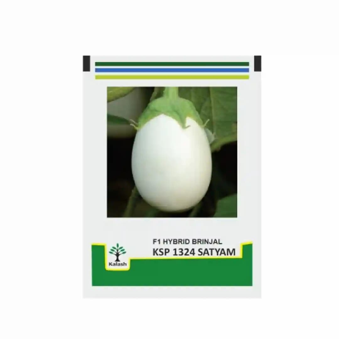 Kalash Brinjal KSP 1324 Satyam F1 Hybrid Seeds, Oval Round Fruit Shape, White Color