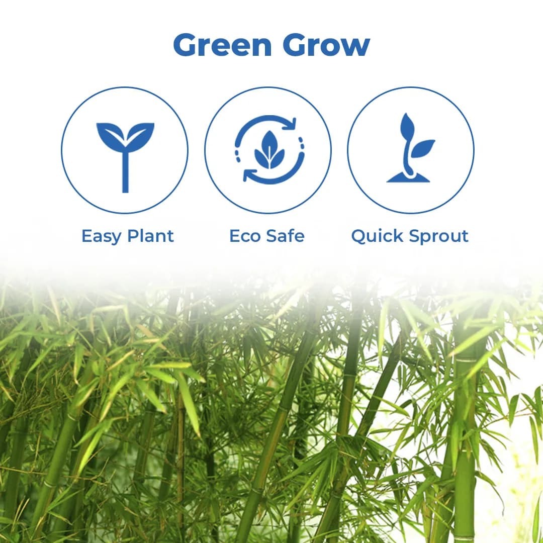 सीड बॉल्स - बस फेंको और उगाओ (बाँस या मोंगिल पेड़ बीज बॉल्स) वृक्ष बीज बॉल्स। बस भूमि पर फेंकें या बर्तन में रखें। - Image 3