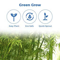 सीड बॉल्स - बस फेंको और उगाओ (बाँस या मोंगिल पेड़ बीज बॉल्स) वृक्ष बीज बॉल्स। बस भूमि पर फेंकें या बर्तन में रखें। 3