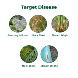 Bayer Acerbo Fluopyram 21.37% + Trifloxystrobin 21.37% SC Systemic Fungicide 3