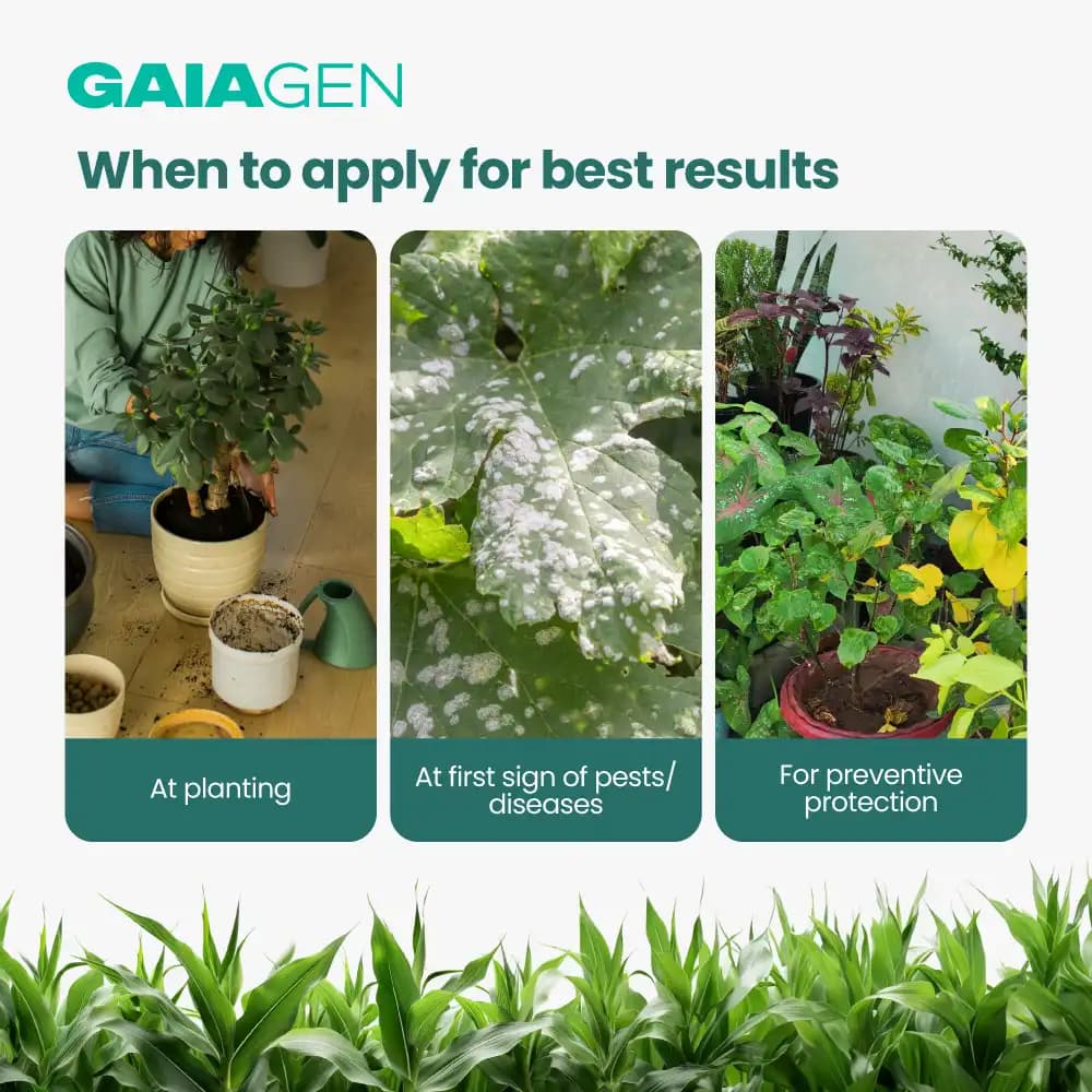 Gaiagen NEEM BAAN Azadirachtin 0.15%, 1500 PPM, Dual Protection Against Pests & Diseases - Image 7