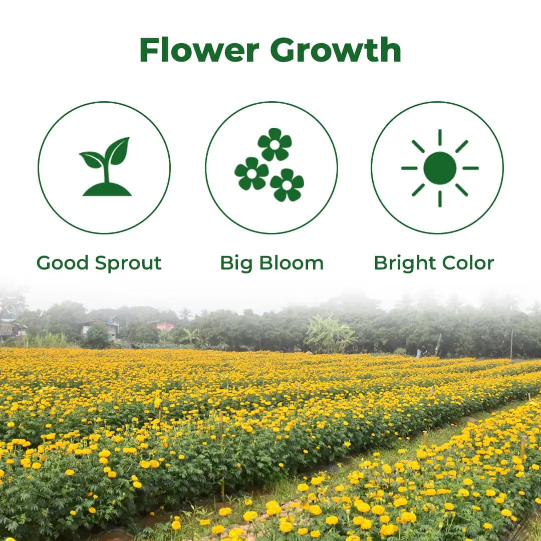 Sagar Yellow Karina F1 Hybrid Marigold Seeds, Deep Yellow, Ball-Shaped Flowers, High Yield Variety - Image 3