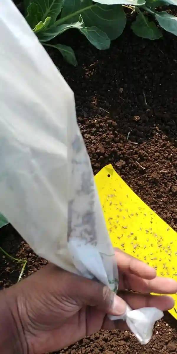 Pheromone Trap With Plutella Xylostella Trap and Lure Set (10 Pack), For Control of Plutella Xylostella, Diamond Back Moth - Image 3