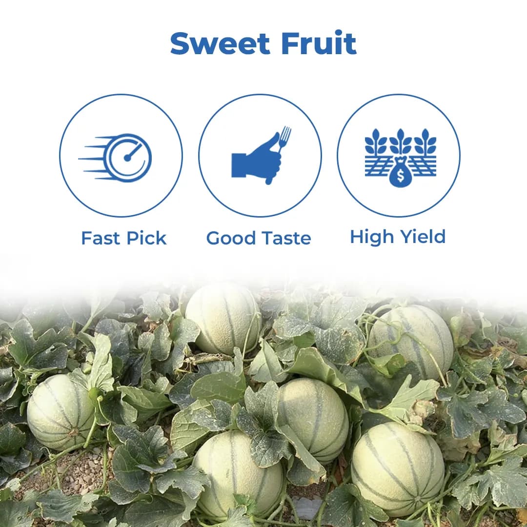 Sagar Seeds Vijay Muskmelon (Kharbuja) Seeds - Image 3