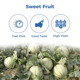 Sagar Vijay F1 Muskmelon Seeds, Superior Quality, High Yielding Variety With Uniform Fruit Size 3