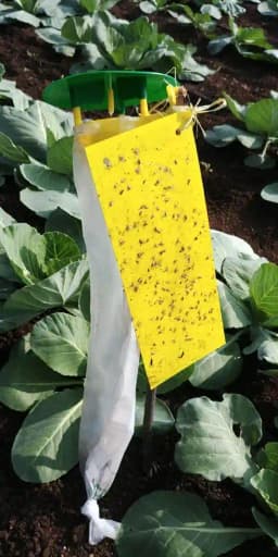 Pheromone Trap With Plutella Xylostella Trap and Lure Set (10 Pack), For Control of Plutella Xylostella, Diamond Back Moth 4