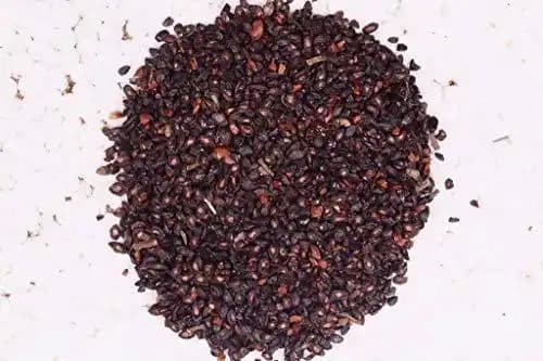 आरके सीड्स - युकलिप्टस सिट्रियोडोरा, नींबू-गंधित गम बीज, नींबू, सुगंधित गम बीज, कॉरिम्बिया सिट्रियोडोरा, नींबू-गंधित गम, नींबू-गंधित युकलिप्टस बीज - Image 3