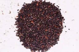 RK Seeds Eucalyptus citriodora,Lemon-scented gum Seeds , Lemon , Scented Gum Seeds,Corymbia citriodora,Lemon-Scented Gum,Lemon Scented Eucalyptus seed 3