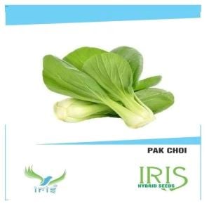 Iris Hybrid Vegetable Seeds Pak Choi, Winter Season, For Balcony or Terrace Gardening