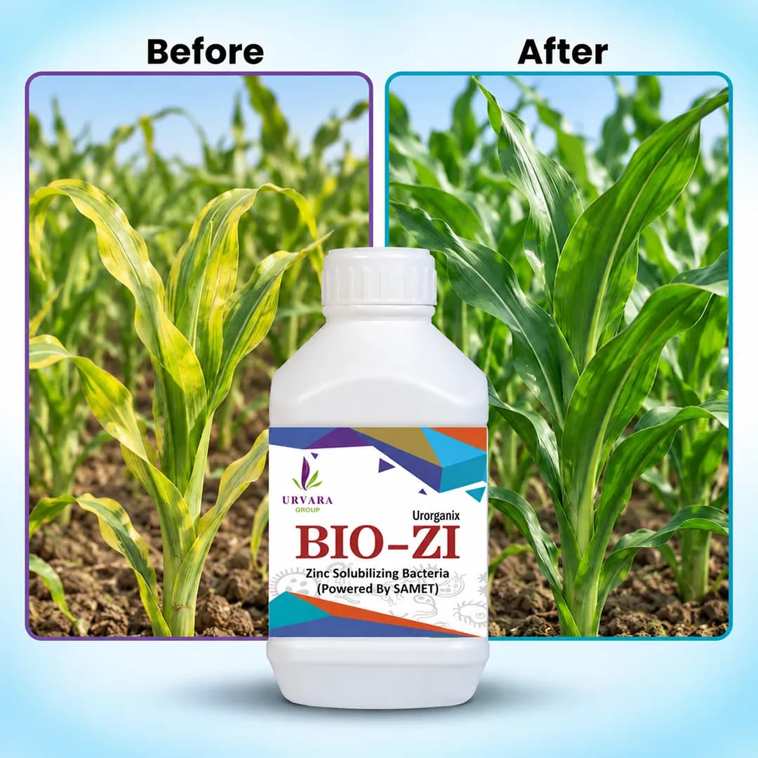 Biozi - Zinc Solubilising Bacteria for Zinc mobilization in the soil for easy absorption of zinc byroots from the soil - Image 4