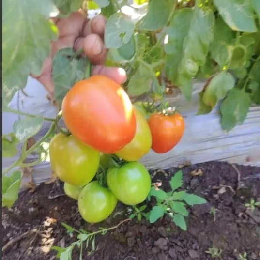 Sagar SARTHAK F1 Hybrid Tomato Seeds, Uniform Shape And Early Maturity, High Yield Potential - Image 3
