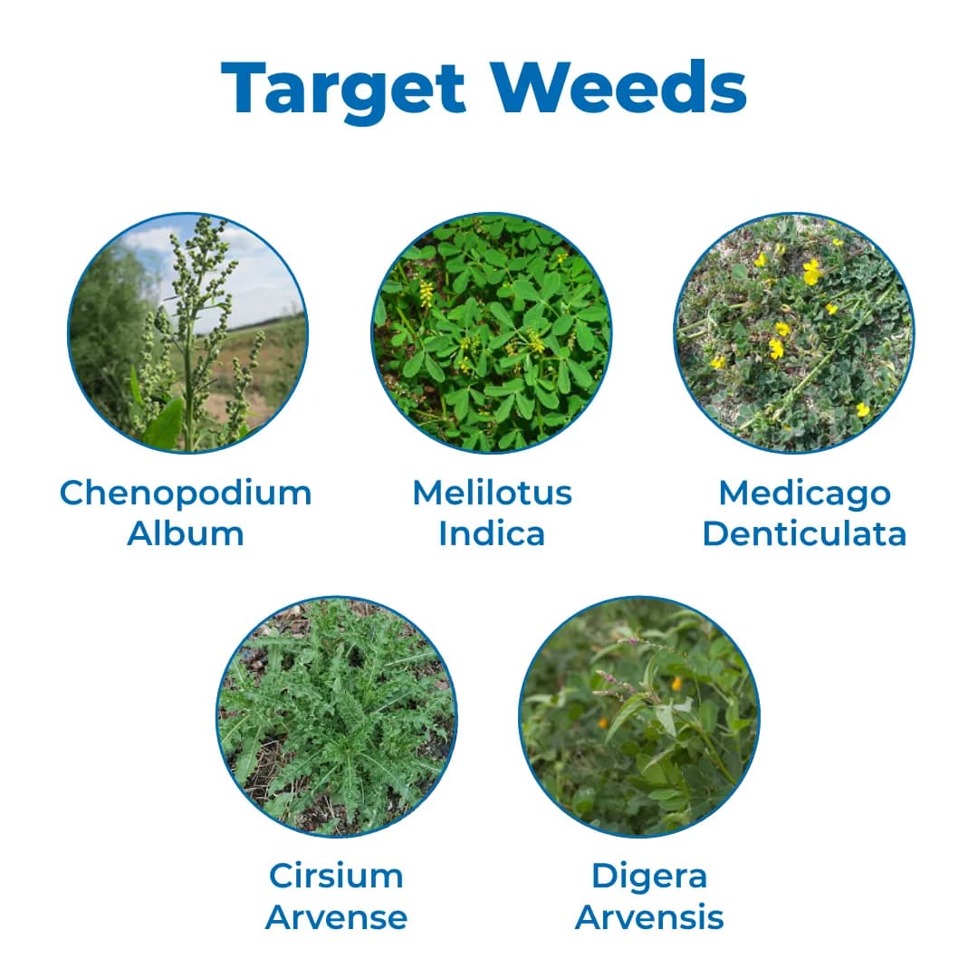FMC Affinity Carfentrazone Ethyl 40% DF Herbicide, Broad Spectrum Control On Weeds - Image 3