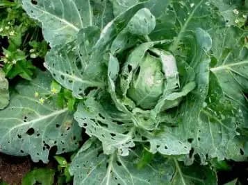 Delta Pheromone Trap with DBM Pheromone Lure for controlling Diamondback Moth (Plutella xylostella) - Image 6