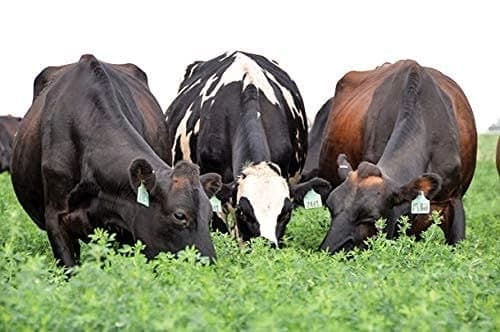 SRI SAI FORESTRY - Alfa Alfa Grass Seeds - Lucerne (Fodder, Soil Erosion Control) - Image 6
