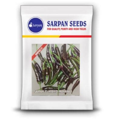Sarpan F1 Hybrid Mahakali Chilli Seed, Excellent Germination Quality, Very Spicy Chilli - Image 1