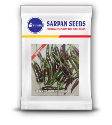 Sarpan F1 Hybrid Mahakali Chilli Seed, Excellent Germination Quality, Very Spicy Chilli