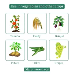 प्रोपेन - प्रोफेनोफोस 50% ईसी कीटनाशक, ऑर्गनोफॉस्फेट समूह, गैर-प्रणालीगत कीटनाशक, ओविसाइडल गुण, लाल मकड़ी के कण, थ्रिप्स के विरुद्ध उपयोगी। 4