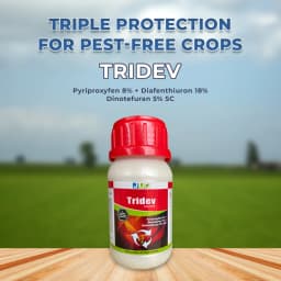 Ju Tridev Pyriproxyfen 8% + Diafenthiuron 18% + Dinotefuran 5% SC, Highly Effective Against Various Sucking Pest 2