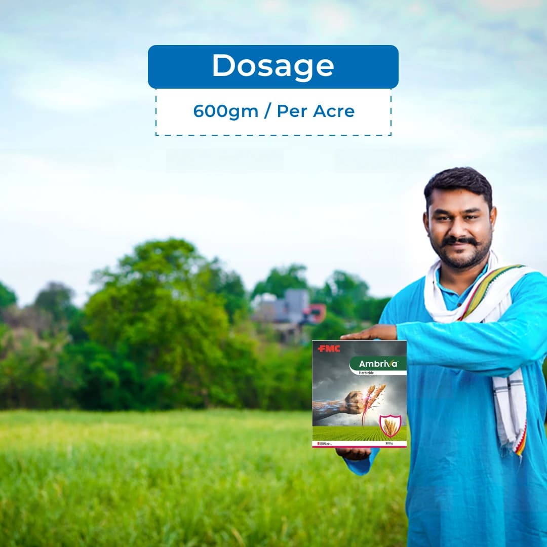 FMC Ambriva Bixlozone 50% + Metribuzin 10% WG Herbicide, Effective Against Broad Range Of Weeds - Image 5