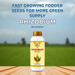 ईबीएस राइजोबियम एसपीपी - जैव उर्वरक, नाइट्रोजन के बेहतर अवशोषण के लिए प्राकृतिक रूप से मिट्टी में नाइट्रोजन स्थिरीकरण 2