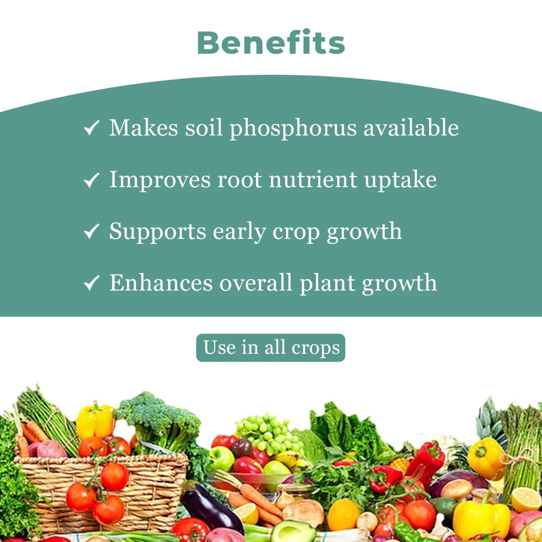 ईबीएस पीएसबी फॉस्फेट घुलनशील जीवाणु जैव उर्वरक, दालों के लिए फायदेमंद है और सभी फसलों और सभी जलवायु के लिए उपयोगी है - Image 4