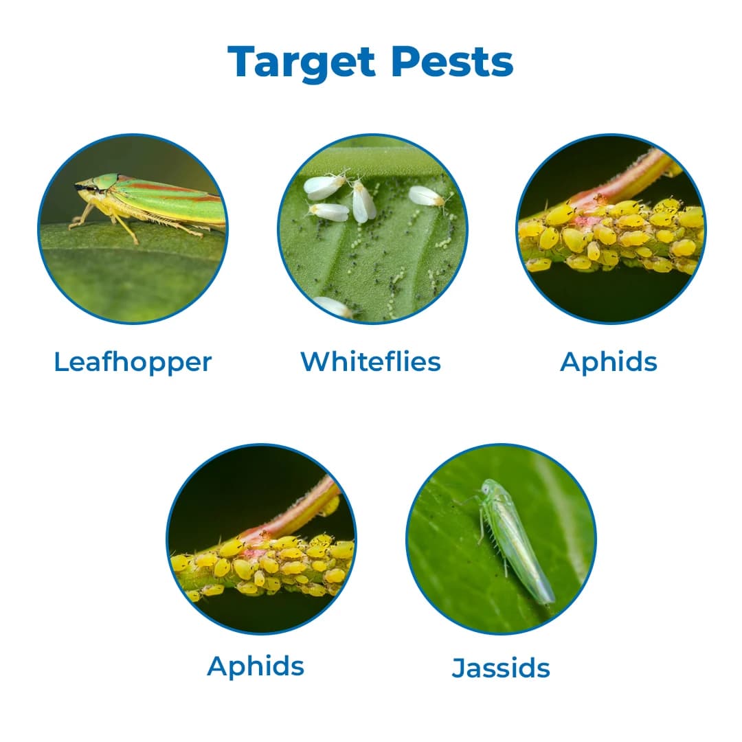 EBS Beauveria Bassiana Bio Pesticide, Effective Control Of Many Insect On All Crops And Plants - Image 3