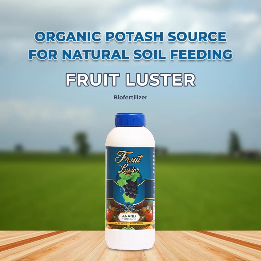 Anand Fruit Luster (High Quality Organic Potash In Luster Form), Extends Shelf Life And Keeps Quality Of Produce. - Image 2