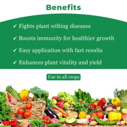 Stop Wilt Controlling Fungal, Bacterial and Nematicidal Infection Mainly Root In System, Subsequently Improves the Growth of the Plant 4
