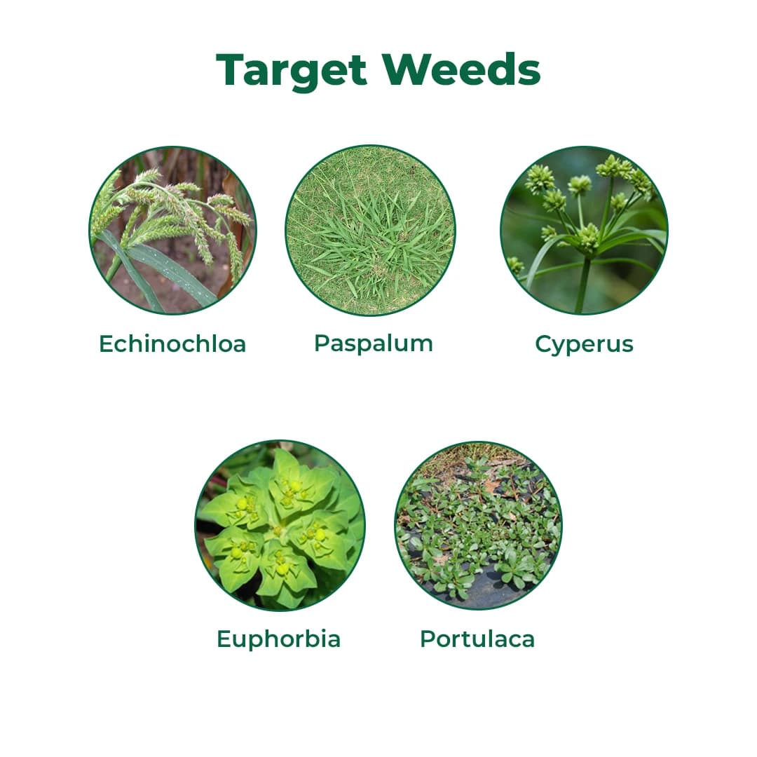 Dhanuka Dhanutop Pendimethalin 30% EC Herbicide, Selective Pre-Emergence For Effective Weed Control - Image 3