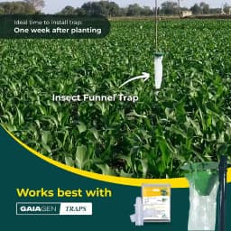 Gaiagen Fall Army Worm Pheromone Lure For Spodoptera Frugiperda And Insect Funnel Trap, IMO Certified 8