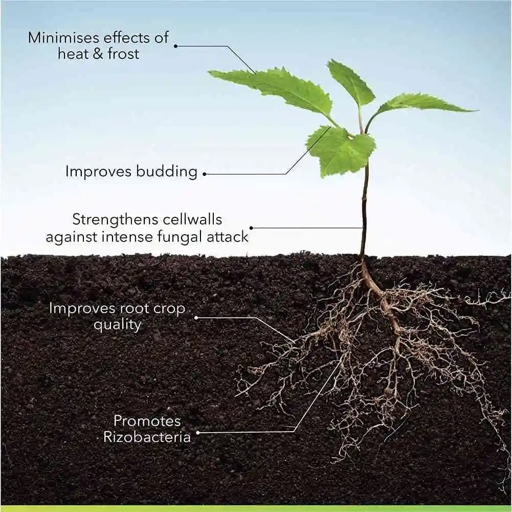 Humate India Organic Advanced Seaweed Extract Minerals, Organic Fertilizer, 100% Natural - Image 4