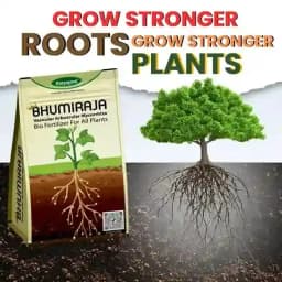 Katyayani Bhumiraja Mycorrhiza Bio Fertilizer, Advanced Mycorrhizal Fungi For Enhanced Soil Health and Plant Growth 2
