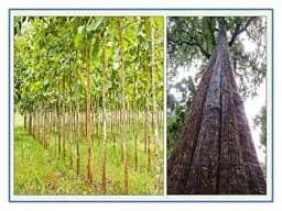 RK Seeds Teak Wood Seeds , Tectona grandis seeds , Teak Seeds for Plantation seeds, Teak Tree Seeds , Sagwan Seeds , Thekku seeds, Teak wood seeds 5