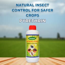 Pyrethrin Insecticide Household Fogging & Spray Liquid for Mosquitos, Bed Bugs, Flies, Cockroaches Pyrethrum Extract 2% Ideal Pesticide for Home Garde 2