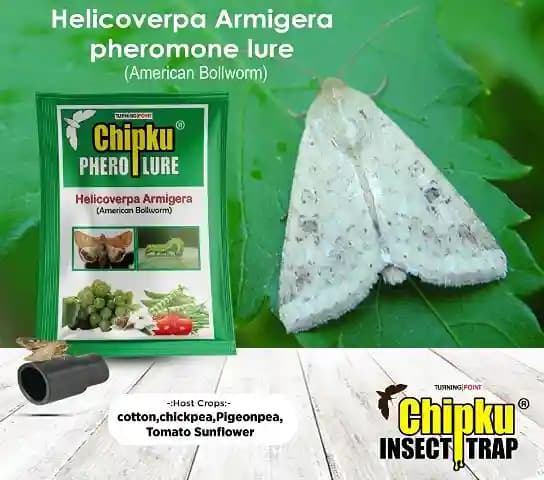 Chipku Pheromone Trap Funnel With Helicoverpa Armigera Lure To Catch Insect Moth of Green Leaf Eating Caterpillar. Useful in Cotton, Tomato & Others - Image 3