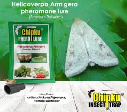 Chipku Pheromone Trap Funnel With Helicoverpa Armigera Lure To Catch Insect Moth of Green Leaf Eating Caterpillar. Useful in Cotton, Tomato & Others 3