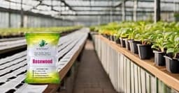 SRI SAI FORESTRY - Shisham Tree Seeds (North Indian Rosewood ) , Hard Tiber Seeds 6