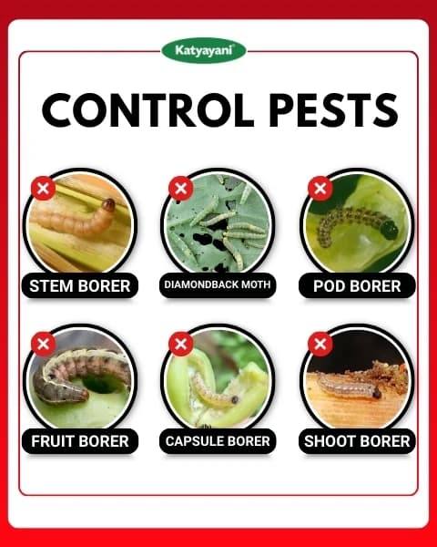Katyayani Fluben Flubendiamide 39.35% SC Insecticide, Target a Range of Lepidopteran Pests - Image 3